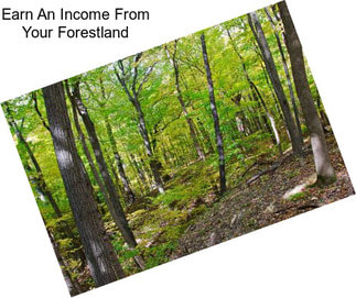 Earn An Income From Your Forestland
