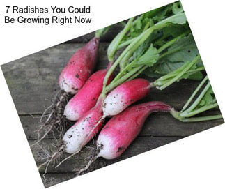 7 Radishes You Could Be Growing Right Now