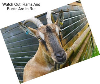 Watch Out! Rams And Bucks Are In Rut