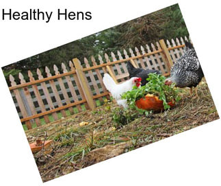 Healthy Hens
