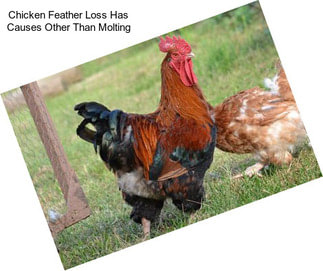 Chicken Feather Loss Has Causes Other Than Molting
