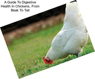 A Guide To Digestive Health In Chickens, From Beak To Tail