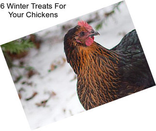 6 Winter Treats For Your Chickens