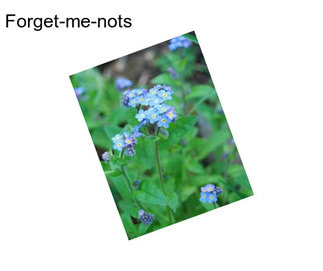 Forget-me-nots