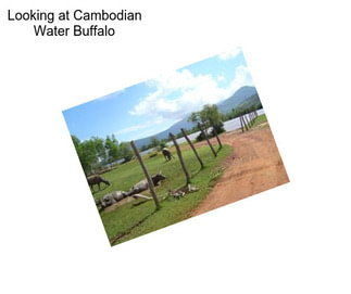 Looking at Cambodian Water Buffalo