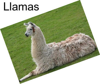 Llamas