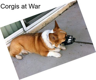 Corgis at War