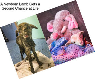 A Newborn Lamb Gets a Second Chance at Life