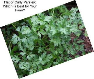 Flat or Curly Parsley: Which Is Best for Your Farm?