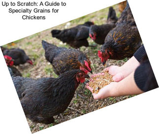 Up to Scratch: A Guide to Specialty Grains for Chickens