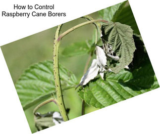How to Control Raspberry Cane Borers