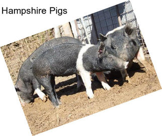 Hampshire Pigs