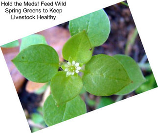 Hold the Meds! Feed Wild Spring Greens to Keep Livestock Healthy