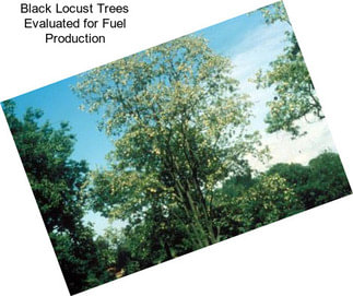 Black Locust Trees Evaluated for Fuel Production