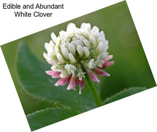 Edible and Abundant White Clover