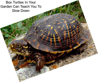 Box Turtles In Your Garden Can Teach You To Slow Down