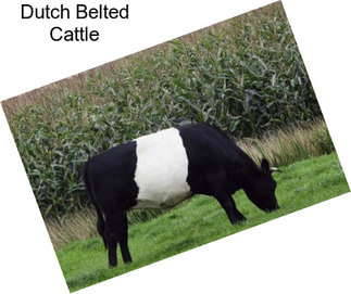 Dutch Belted Cattle