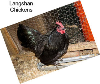 Langshan Chickens