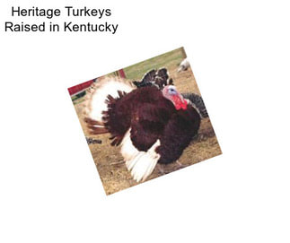 Heritage Turkeys Raised in Kentucky