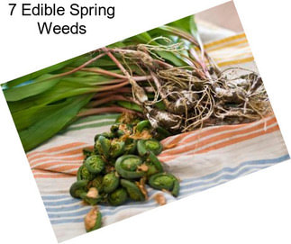 7 Edible Spring Weeds