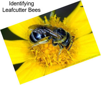 Identifying Leafcutter Bees