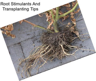 Root Stimulants And Transplanting Tips