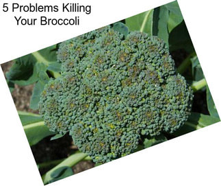 5 Problems Killing Your Broccoli