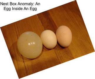 Nest Box Anomaly: An Egg Inside An Egg