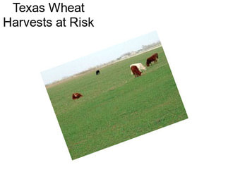 Texas Wheat Harvests at Risk