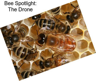 Bee Spotlight: The Drone