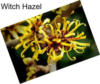 Witch Hazel