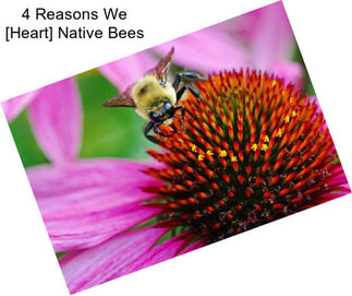 4 Reasons We [Heart] Native Bees