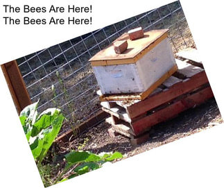 The Bees Are Here! The Bees Are Here!