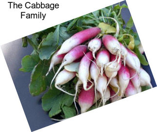 The Cabbage Family