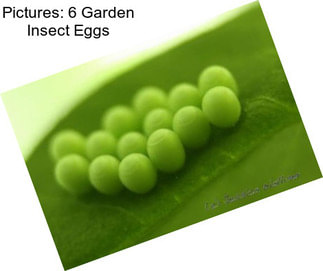 Pictures: 6 Garden Insect Eggs
