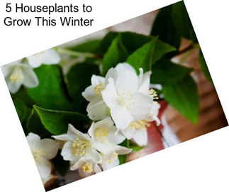 5 Houseplants to Grow This Winter