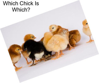 Which Chick Is Which?