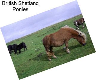 British Shetland Ponies