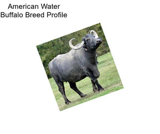 American Water Buffalo Breed Profile