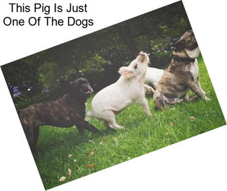 This Pig Is Just One Of The Dogs