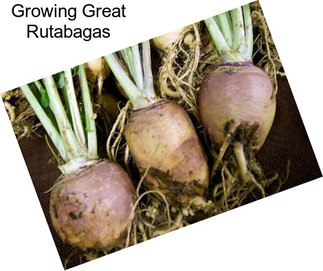 Growing Great Rutabagas