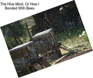 The Hive Mind, Or How I Bonded With Bees