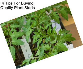 4 Tips For Buying Quality Plant Starts
