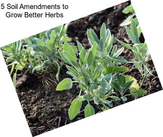 5 Soil Amendments to Grow Better Herbs
