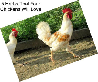 5 Herbs That Your Chickens Will Love