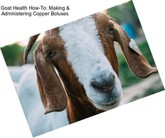 Goat Health How-To: Making & Administering Copper Boluses