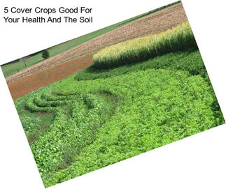 5 Cover Crops Good For Your Health And The Soil