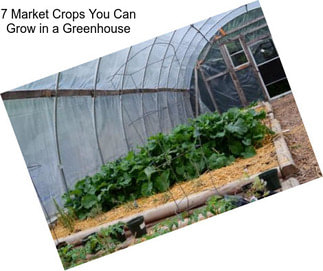 7 Market Crops You Can Grow in a Greenhouse