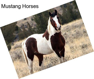 Mustang Horses