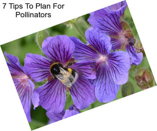 7 Tips To Plan For Pollinators